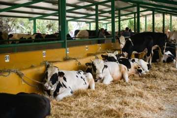 Más de 900 animales en la Feria de Ganado de Gran Canaria (Foto TA)